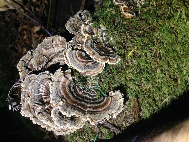 turkeytail.png