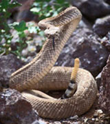 rattlesnake