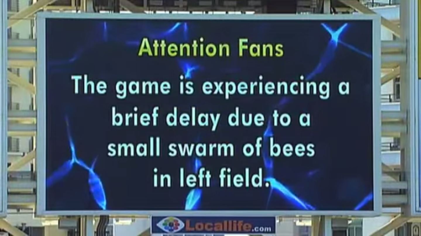 Bees_at_Petco.JPG