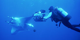 Bob Cranston filming manta for Ocean Oasis