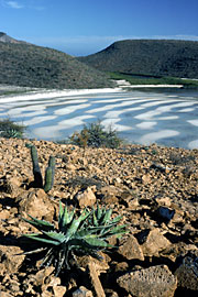 Photo of bay on Espíritu Santo, Brad Hollingsworth © 2000 SDNHM