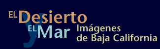 [Desierto y Mar: Visiones de Baja California - El Desierto y el Mar: Imagenes de Baja California]