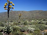 Agave, ambrosia, rosa, euphorbia, photo by Reid Moran