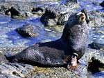 Guadalupe Fur Seal, photo by Jon Rebman