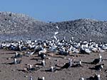 Tern and Heermann's gull colonies on Isla Rasa, photo Bob Cranston