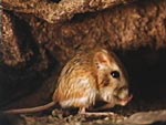 Kangaroo rat, from Ocean Oasis