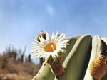 Pachycereus pringlei 
(Cardon) from Ocean Oasis