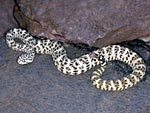 speckled rattlesnake, Brad Hollingsworth, SDNHM