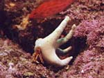 hermit crab (Manucomplanus varians) in its home of staghorn hydrocoral (Hippoporidra sp.), from Ocean Oasis