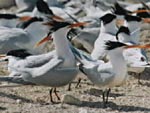 Elegant terns, from Ocean Oasis