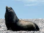 California Sea Lion, photo by Brad Hollingworth