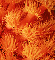 Bright yellow cup coral extending polyps to feed, photo © Bob Cranston