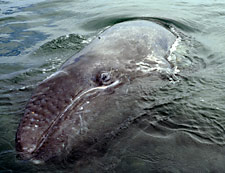 Photo of Gray Whale checking out visitors, Jon Rebman SDNHM