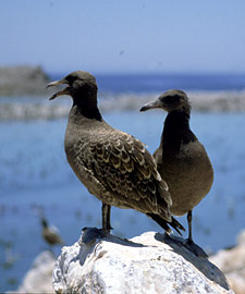 dark juvenile plumage of  Heermann's Gull, Brad Hollingsworth