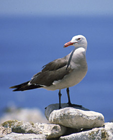 Heermann's Gull, Brad Hollingsworth