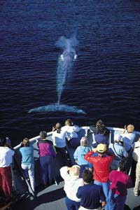 whale from the bow of the Sea Lion with Lindblad Expeditions, photo by Bud Lehnhausen