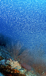 [cloud of mycids, from the film, Ocean Oasis