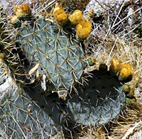 Photo of Opuntia lagunae (Prickly-pear), George Lindsay © 2000 SDNHM