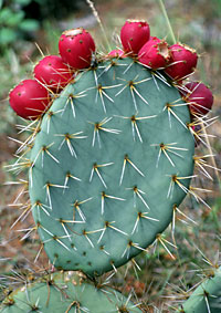 Photo of Opuntia lagunae (Prickly-pear), Jon Rebman © 2000 SDNHM