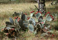 Photo of Opuntia lagunae (Prickly-pear), Jon Rebman © 2000 SDNHM