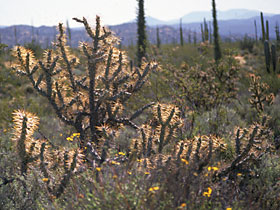 Opuntia molesta, photo by Jon Rebman