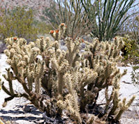 Photo of Cylindropuntia sanfelipensis (Cholla), Jon Rebman © 2000 SDNHM