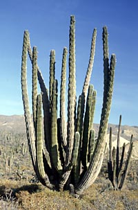 Photo of Pachycereus pringlei (Cardon), by Reid Moran © 2000 SDNHM