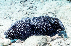 photo of pufferfish ©  Gini Kellogg