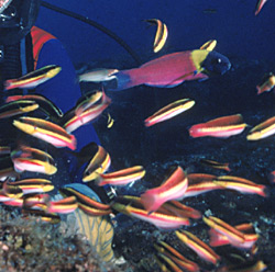 photo of Cortez rainbow wrasse, male with bright blue markings, © Gini Kellogg