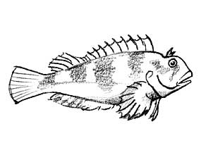 sketch of blenny