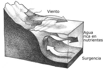 dibujo de surgencias y de agua rica en nutrientes