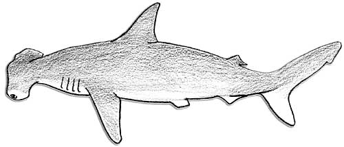 hammerhead shark pattern